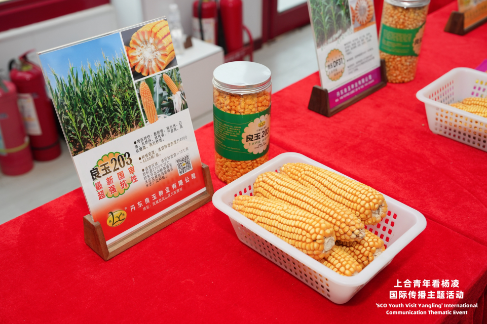 探秘楊淩良科 上合青年“零距離”觸摸“種子芯”力量_fororder_圖片10