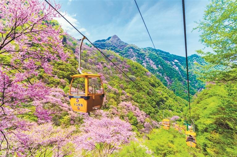 太平國家森林公園紫荊花節啟幕 科技賦能賞花新體驗_fororder_微信圖片_20250416090331