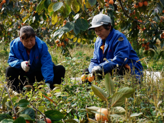 웨이난 푸핑: 가을 수확철 맞아 대지를 빛내는 붉은 감