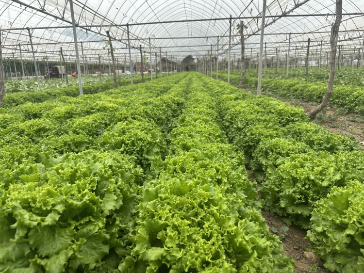 西安高新區探索“葡萄+蔬菜”套種模式 實現生態與效益雙贏_fororder_圖片3