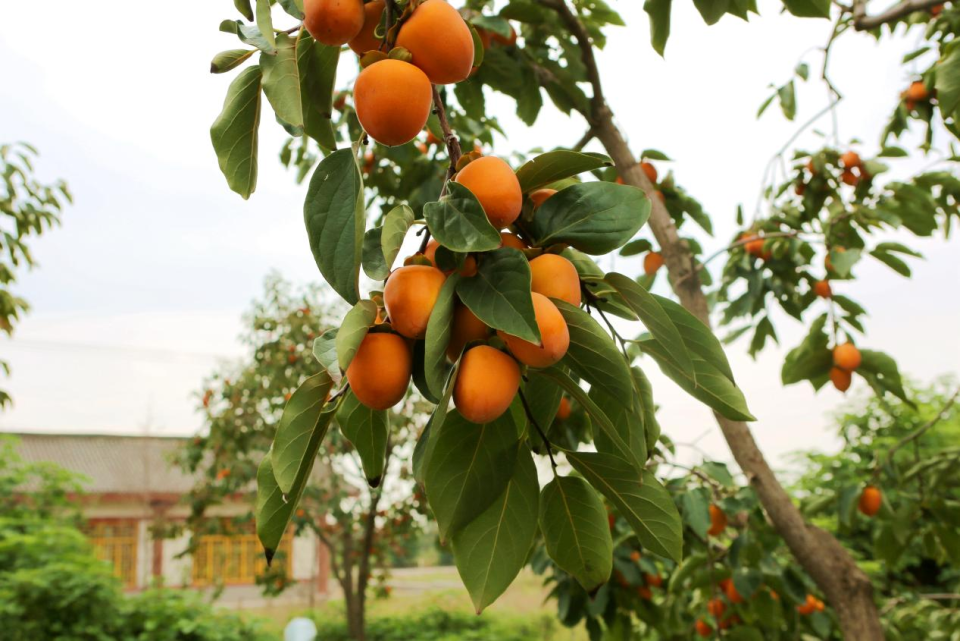 陜西渭南：電力服務沉一線 賦能柿餅“甜心頭”_fororder_圖片2