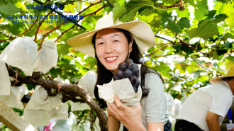 智慧“種”進葡萄園 駐華外交官品讀鄉村振興“中國甜”