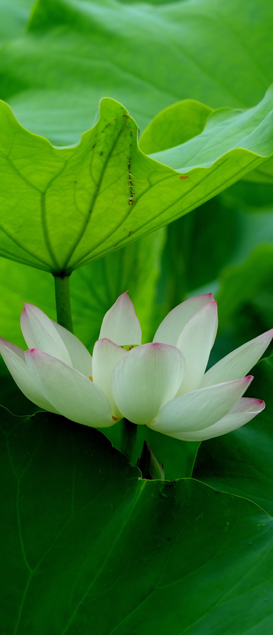 【Poetic陜西】荷花_fororder_微信圖片_20250624115018