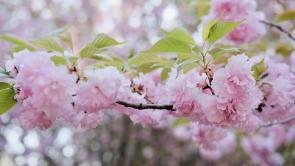漢陰：櫻花絢爛綻放引客來