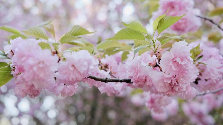 漢陰：櫻花絢爛綻放引客來