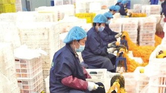 小柿子闖出大市場