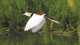 從觀鳥到護鳥 一起守護“藍天精靈” 西安野生鳥類種類達467種 佔全省81%