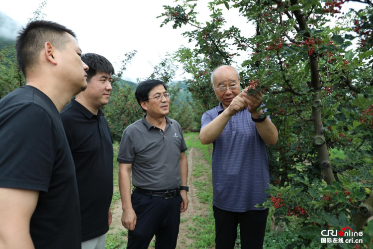 走出楊淩看示範∣漫山椒紅映笑臉 楊淩科技書寫鄉村振興“椒香”答卷_fororder_圖片2