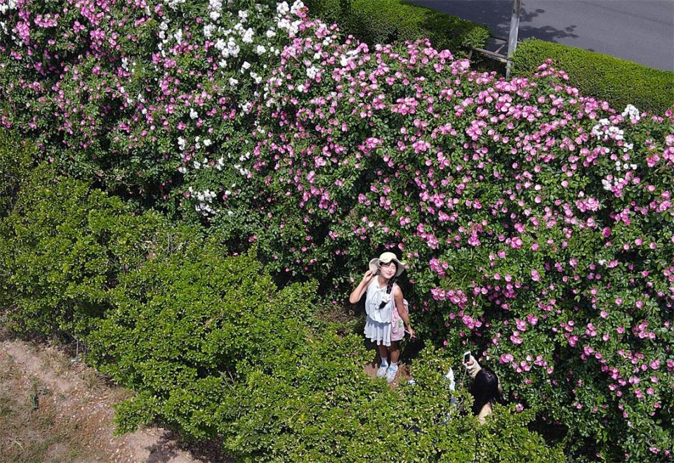 薔薇花墻惹人醉