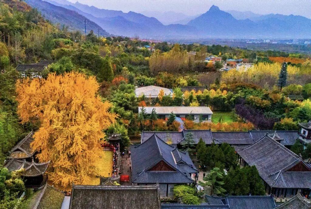 西安古觀音禪寺千年銀杏火出圈 網上預約錯峰遊覽已開啟