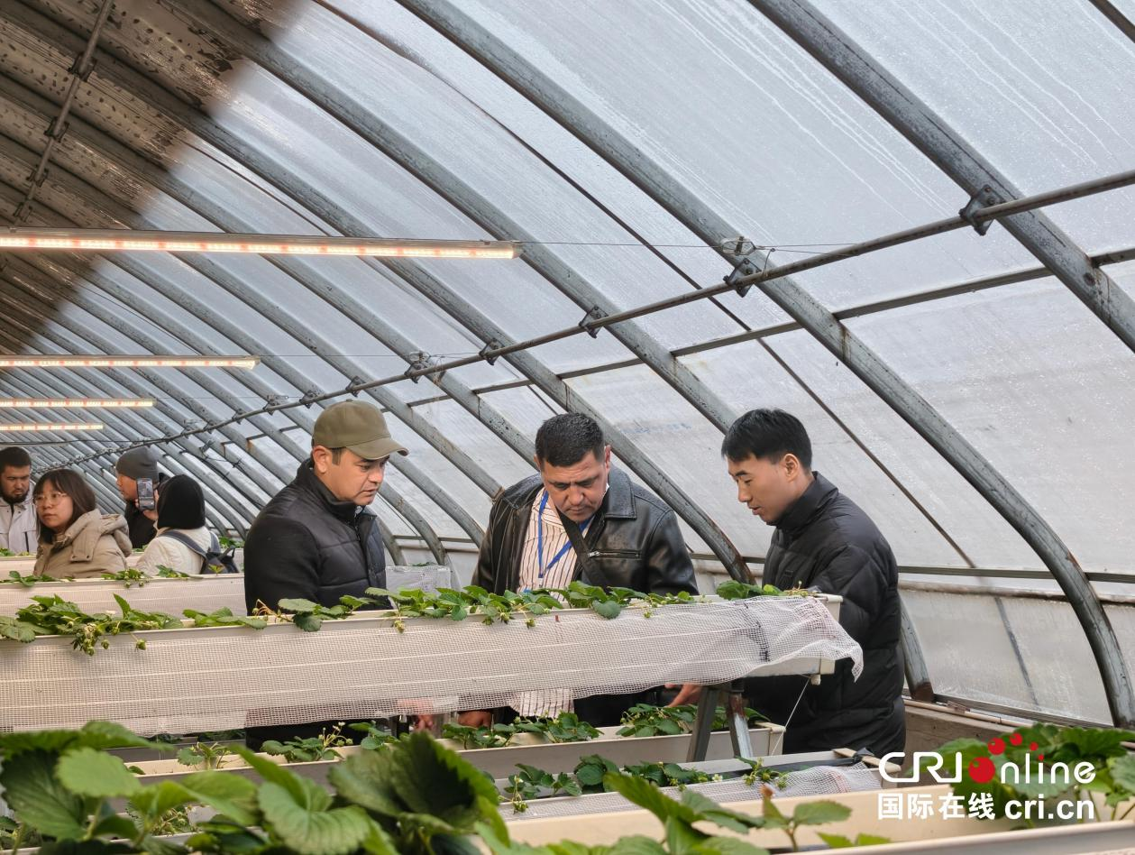 從中亞到陜西:300名職業農民“留學”渭南學種地_fororder_圖片7