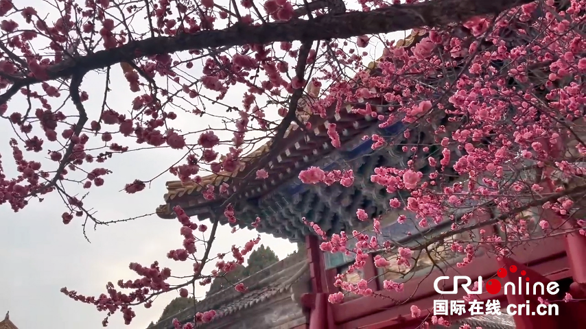 【Poetic陜西】春染華山：雲海翻涌映群峰 古廟花開滿園春_fororder_圖片5