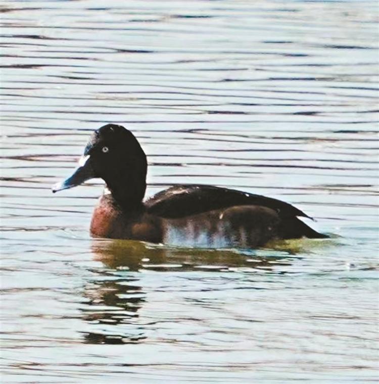 從觀鳥到護鳥 一起守護“藍天精靈” 西安野生鳥類種類達467種 佔全省81%
