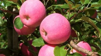 黃土高原上的“金果果” 何以“出海”又“飛天”？