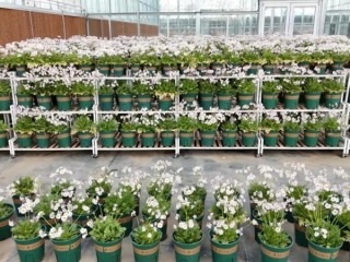 중국 친링산맥의 야생 멸종 위기 식물인 산시 우엽보춘, 산시 웨이난 푸핑현서 성공적으로 재배_fororder_10951e50cca64b37bd0344916889b113.800x450