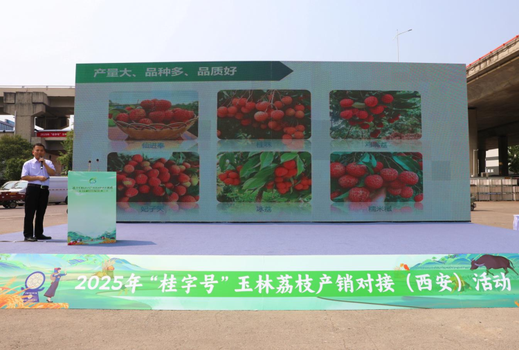 從嶺南到長安：玉林荔枝“牽手”西安市場 搭建兩地農業合作新橋梁_fororder_4·3