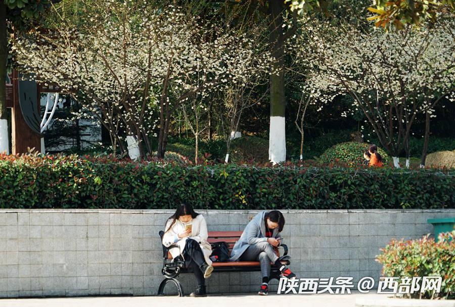 三月的安康 梅花朵朵開