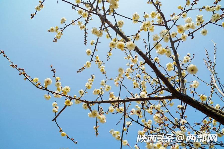 三月的安康 梅花朵朵開