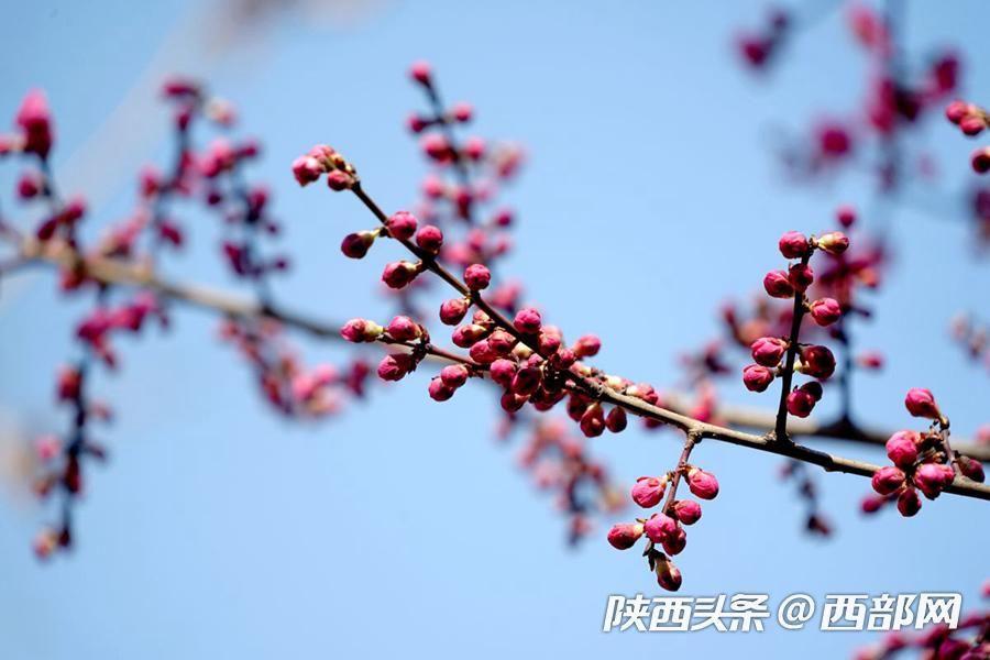 三月的安康 梅花朵朵開