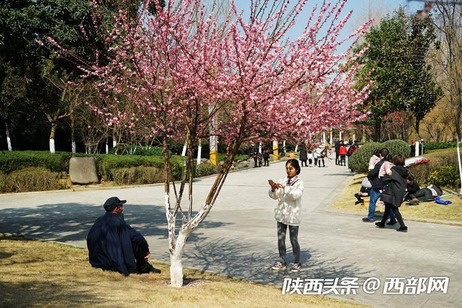 三月的安康 梅花朵朵開