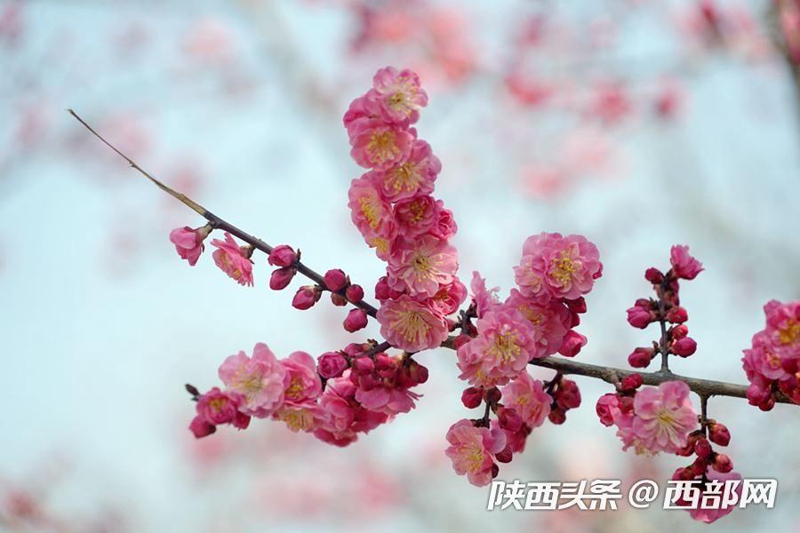 三月的安康 梅花朵朵開