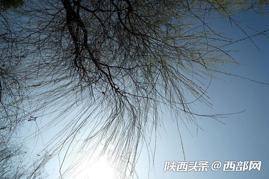 三月的安康 梅花朵朵開