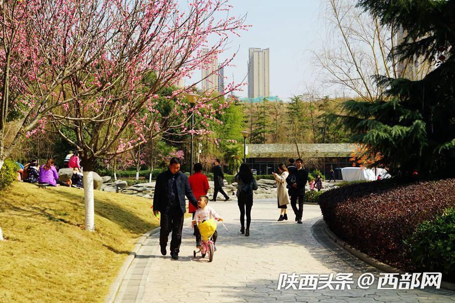 三月的安康 梅花朵朵開