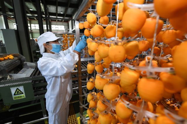 陜西富平：柿子助力扶貧致富