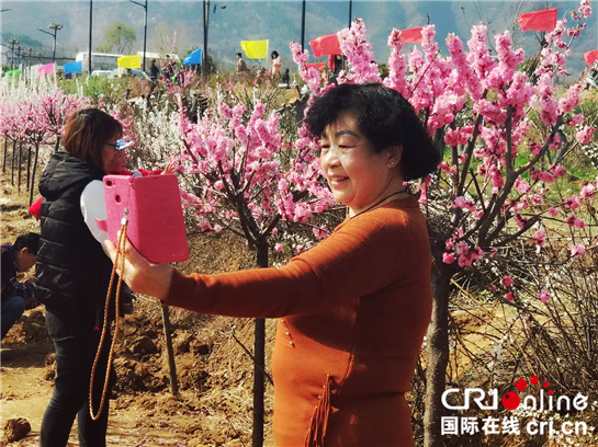 西安周至紅梅鬥艷 鄉村旅遊帶動群眾致富