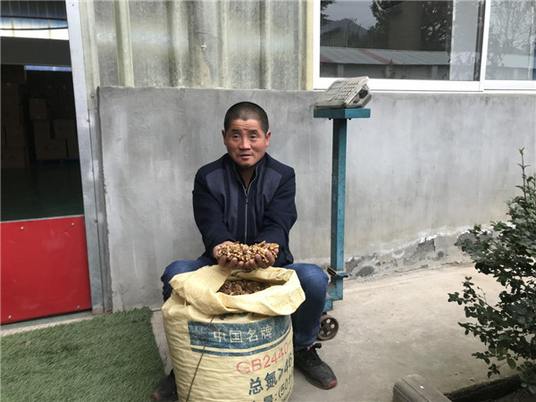 （有修改）【文化扶貧在行動：陜西篇】渭南市橋南鎮：變傳統為特色 “核桃”助力鄉村振興