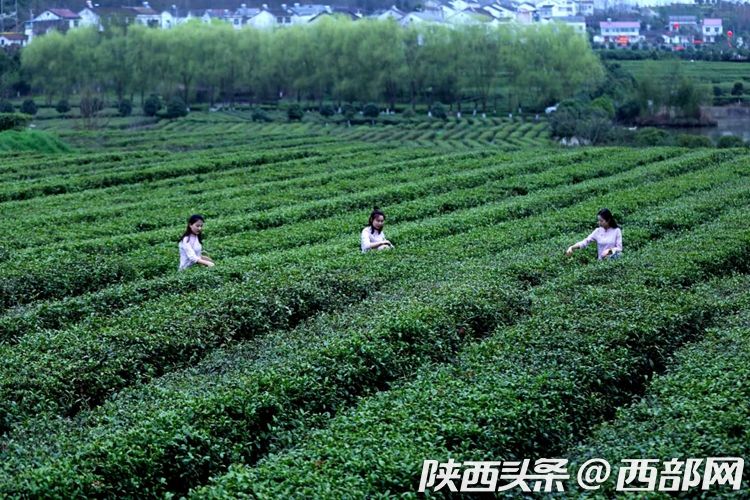 2019年陜西春茶陸續開採 精品漢中仙毫價格一斤千元以上