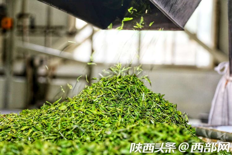 2019年陜西春茶陸續開採 精品漢中仙毫價格一斤千元以上