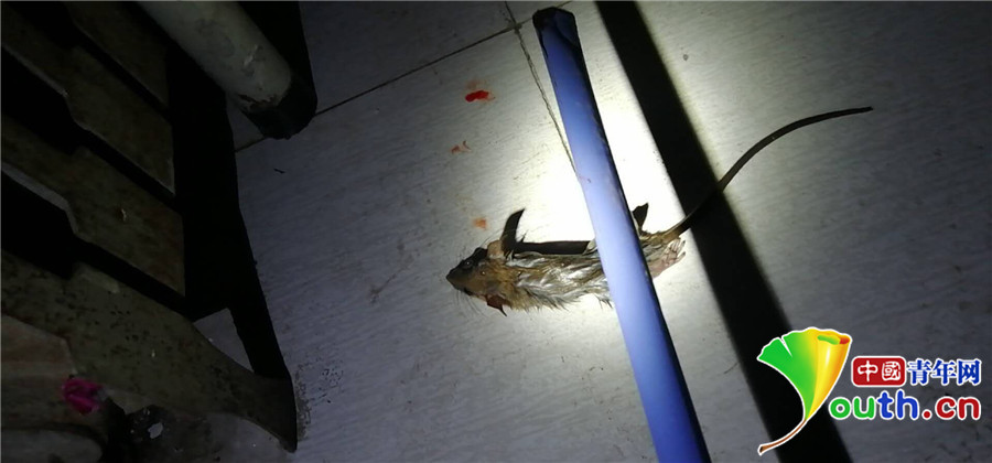 西安某高校現一例出血熱死亡病例 學校：已安排宿舍其他同學搬離 徹底消毒