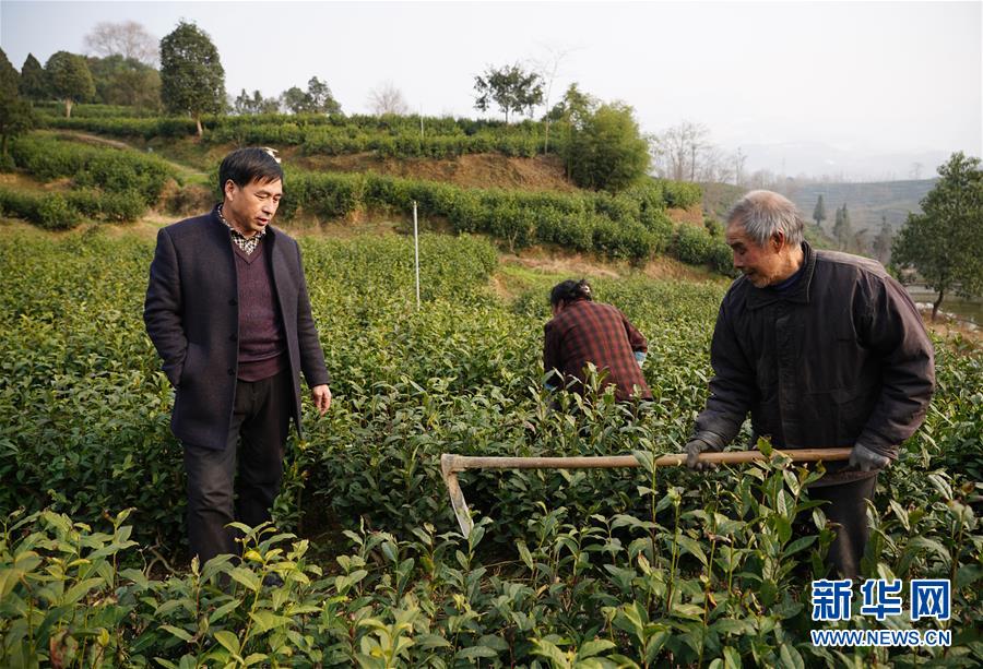 老支書王興強的新“茶事”