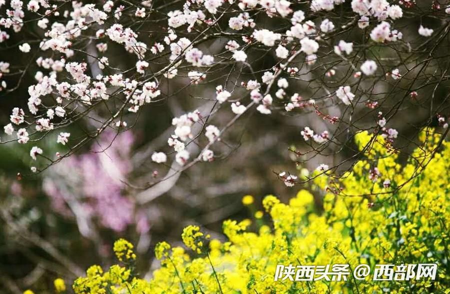 春天裏的陜西｜漢江源頭寧強縣 最美人間四月天