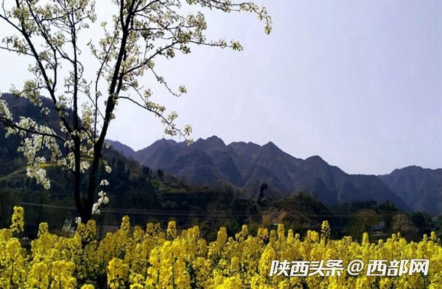 春天裏的陜西｜漢江源頭寧強縣 最美人間四月天