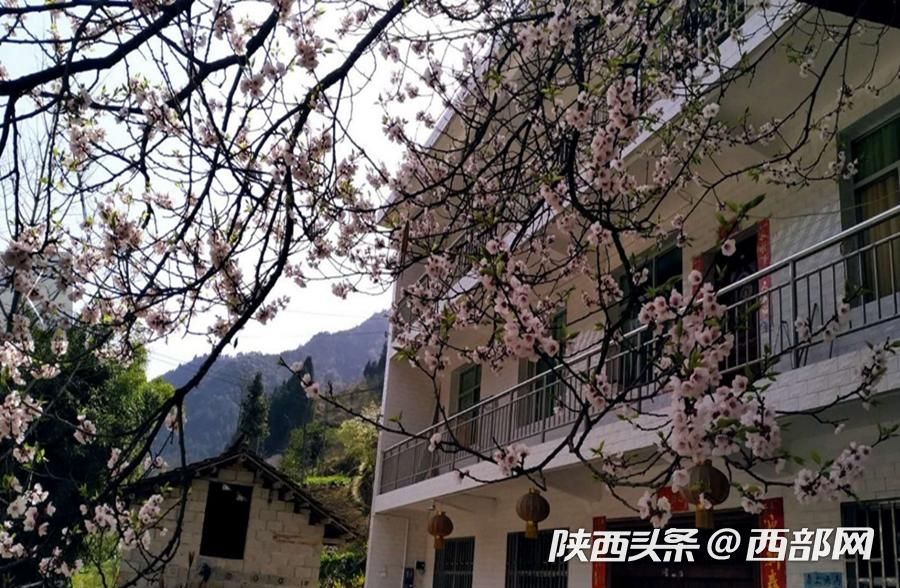 春天裏的陜西｜漢江源頭寧強縣 最美人間四月天