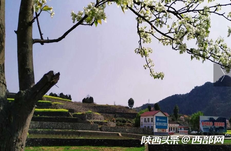 春天裏的陜西｜漢江源頭寧強縣 最美人間四月天