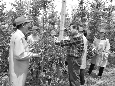 陜西千陽：做強特色産業 帶動群眾脫貧