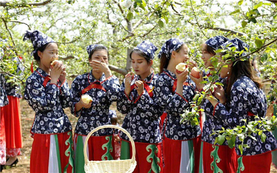 人間四月天 共赴陜西黃陵美好“花事”