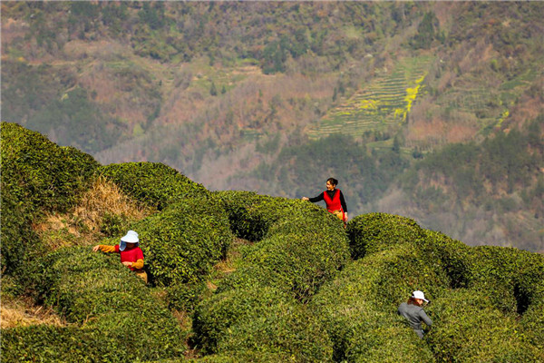 秦巴山區採茶忙 漢中勉縣18.6萬畝高山茶園進入採摘期