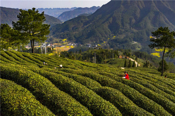 秦巴山區採茶忙 漢中勉縣18.6萬畝高山茶園進入採摘期