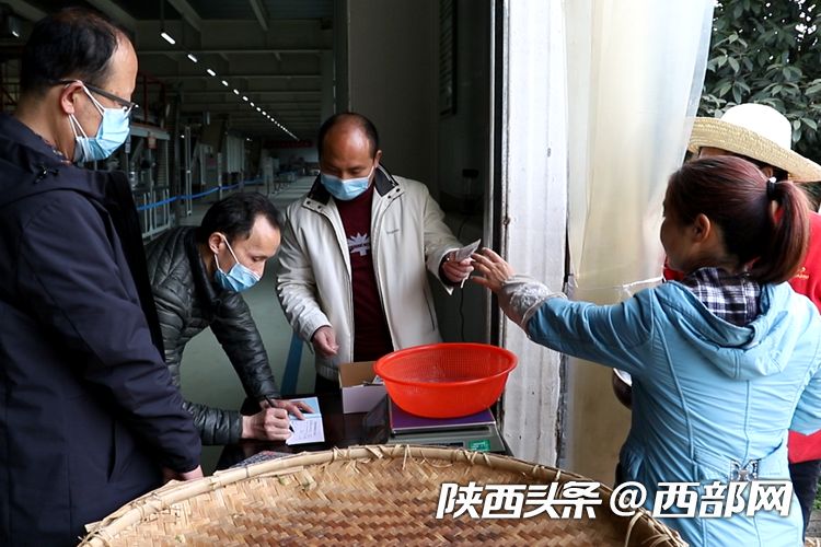 不漲價 不拖欠 不降低 東裕茗茶引領漢中仙毫發展新風向