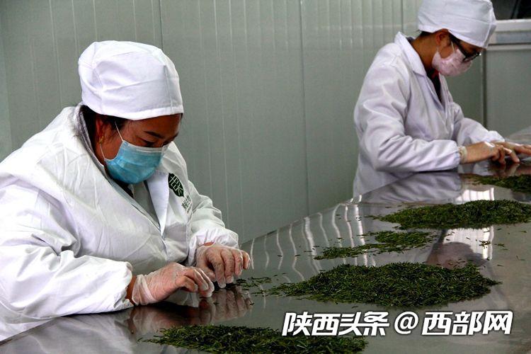 不漲價 不拖欠 不降低 東裕茗茶引領漢中仙毫發展新風向