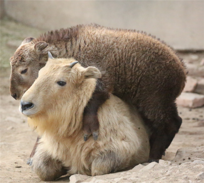 陜西省林業科學院珍稀野生動物救護基地喜迎2020年第三隻新生羚牛寶寶