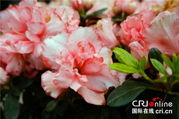 “打卡”四海唐人街 華彩綻放不負春日好風光_fororder_圖片16