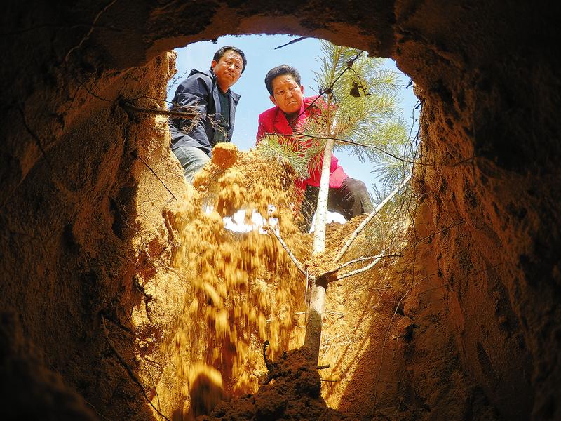 行走在毛烏素治沙路上