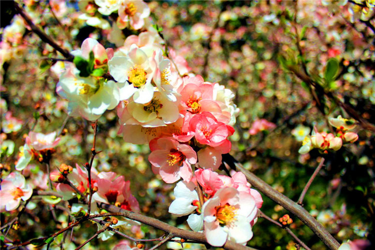 【OK】春色滿園 寶雞植物園醞釀無限生機