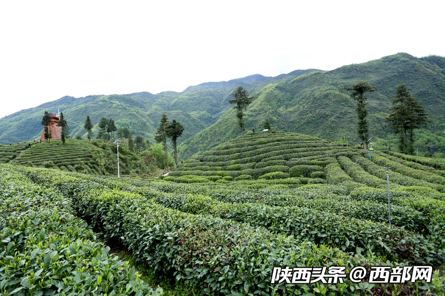第二屆陜西網上茶博會開幕 首推鎮巴高山有機富硒茶