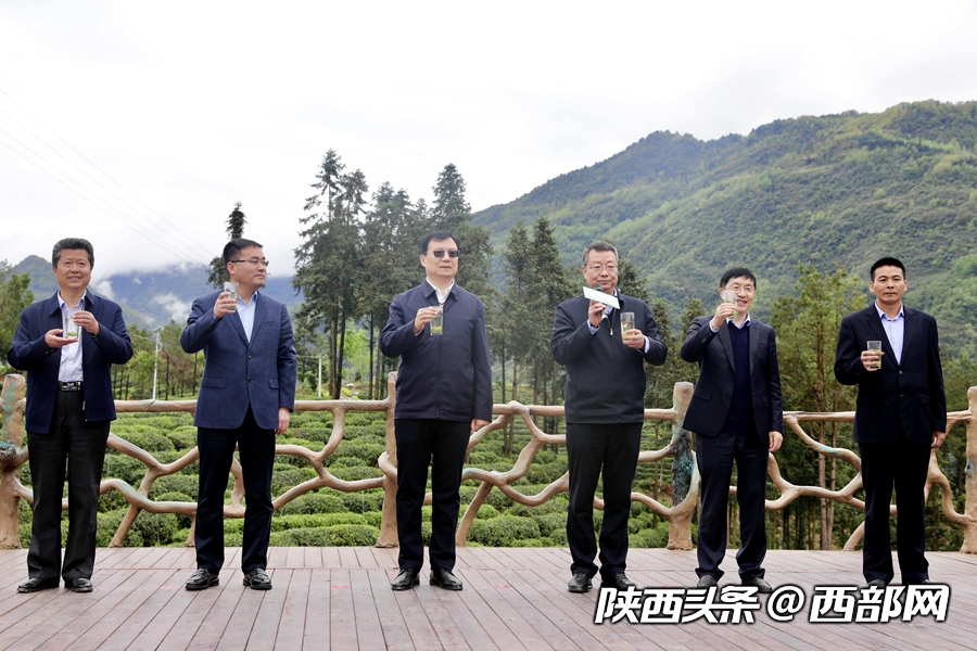 第二屆陜西網上茶博會開幕 首推鎮巴高山有機富硒茶